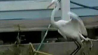 Цапля балансирует на верёвке - смотреть видео (0:29)