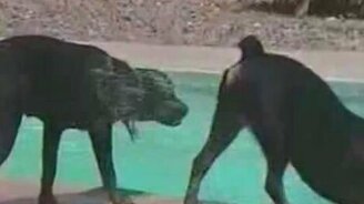 Ротвейлер напоил приятеля - смотреть видео (0:31)