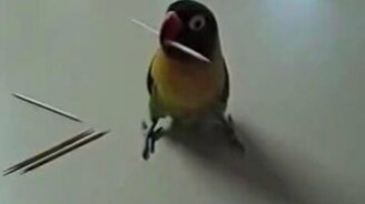 Птичка нервничает - смотреть видео (0:21)