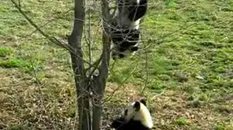 Падающая панда - смотреть видео (0:21)