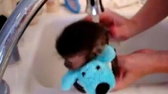 Купаем обезьянку - смотреть видео (2:20)