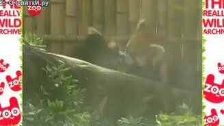 И это ли не любовь! - смотреть видео (1:16)