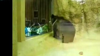 Медведь и дети в зоопарке - смотреть видео (0:25)