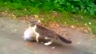 Кот идёт из магазина - смотреть видео (0:42)