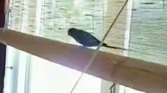 Попугай на шторе - смотреть видео (0:22)