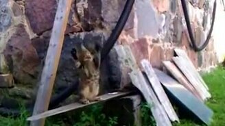 Котёнок-баскетболист - смотреть видео (0:46)