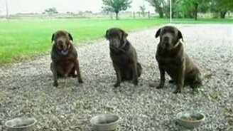 Собачье терпение - смотреть видео (0:26)