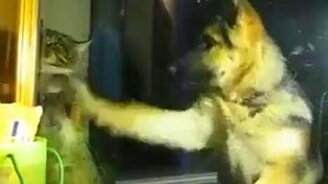 Овчарёнок и кот - смотреть видео (0:41)