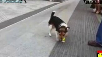 Ну поиграй со мной! - смотреть видео (1:01)