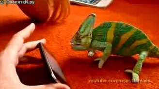 Напуганный хамелеон - смотреть видео (0:30)
