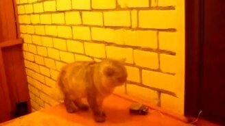Умный кот-звонок - смотреть видео (0:34)