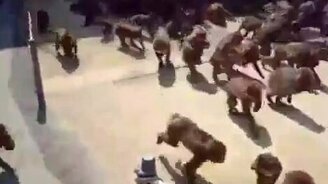 Как покормить обезьян - смотреть видео (0:32)