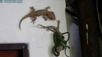 Две ящерицы против змеи - смотреть видео (3:04)