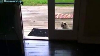 Несообразительный мопс - смотреть видео (0:40)