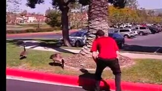 Гусь атакует - смотреть видео (0:34)