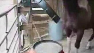 Голодная лошадка - смотреть видео (0:28)