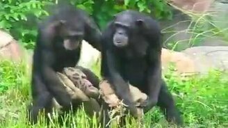 Синхронные шимпанзе - смотреть видео (0:33)