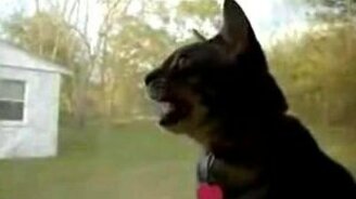 Говорящий кот - смотреть видео (0:38)