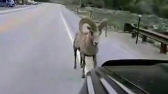 Баран против джипа - смотреть видео (2:39)