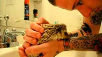 Ёжик и зубная щётка - смотреть видео (3:04)