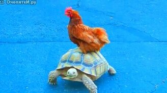 Курица и черепаха - смотреть видео (0:10)