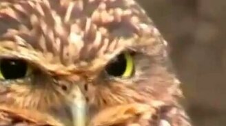 Эпический взгляд - смотреть видео (1:28)