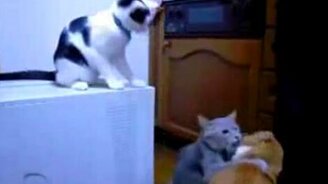 Ты чего, это не я! - смотреть видео (0:07)