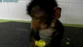 Маленький бабуин - смотреть видео (0:57)