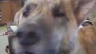 Говорящий пёс - смотреть видео (1:06)