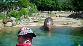 Неожиданность от бегемота - смотреть видео (0:37)