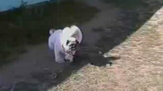 Собака в собачьем костюме - смотреть видео (0:22)