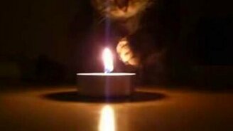 Кот у пламени свечи - смотреть видео (1:05)