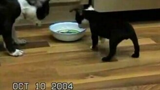 Очень захотел пить - смотреть видео (0:11)