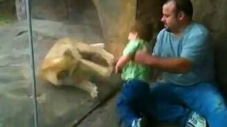 Львёнок просит играться - смотреть видео (0:31)