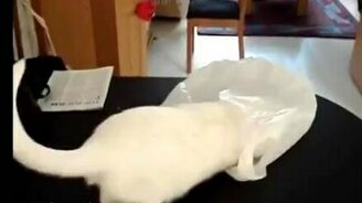 Кот и пакет - смотреть видео (0:18)