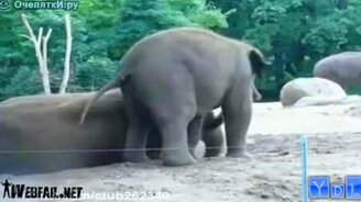 Прикольные животные - смотреть видео (8:23)