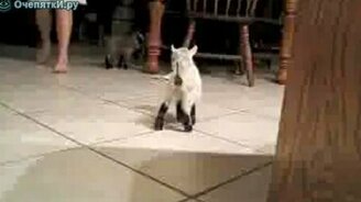 Игривые козлята - смотреть видео (0:53)