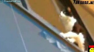 Смертельный кошачий номер - смотреть видео (0:46)