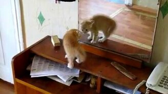 Котёнок и отражение - смотреть видео (0:54)