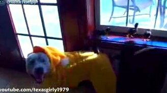 Хэллоуин празднуют - смотреть видео (2:08)