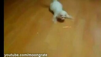 Молниеносный котяра - смотреть видео (0:35)