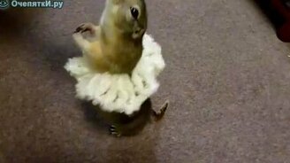 Грызун-балерун - смотреть видео (0:30)