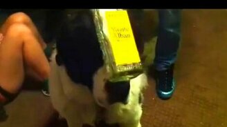 Невозмутимый собачий нос - смотреть видео (2:34)