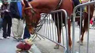 Очарованный лошадью - смотреть видео (2:11)