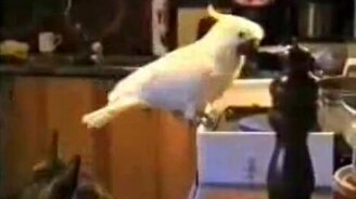 Ночная кормёжка - смотреть видео (2:14)