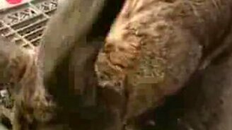 Кролик-гигант - смотреть видео (1:01)