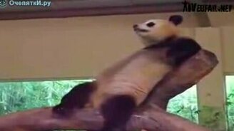 Панда сыграла шутку - смотреть видео (1:51)