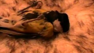 Синичка спит - смотреть видео (1:45)