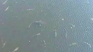 Чернобыльская рыбка - смотреть видео (3:52)