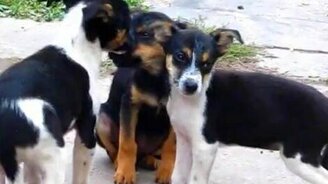 Давайте умоемся! - смотреть видео (1:01)